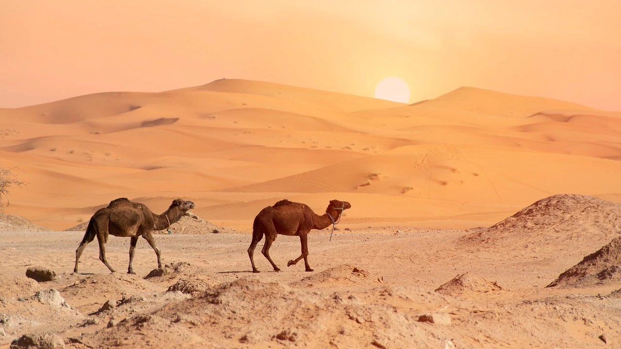 Sunrise over Sahara dunes and journey to Marrakech